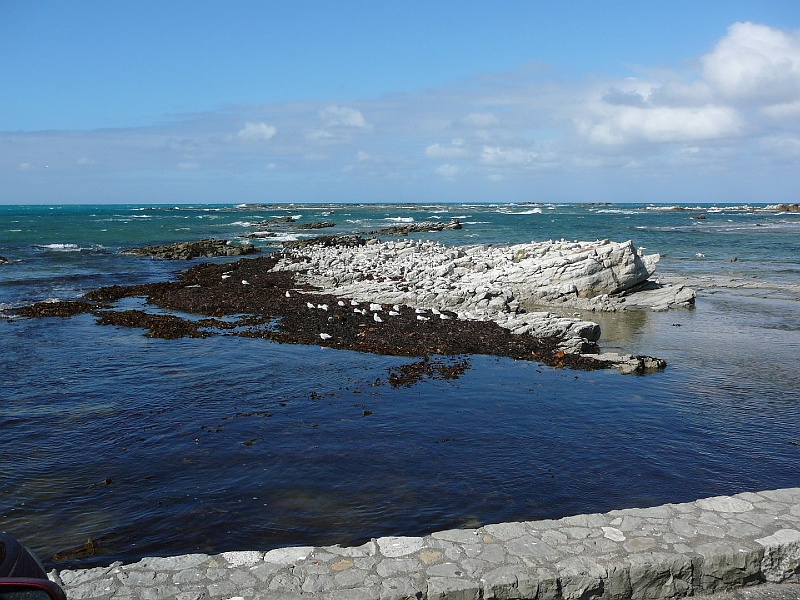 P1010866.JPG - Seal colony, Kaikoura