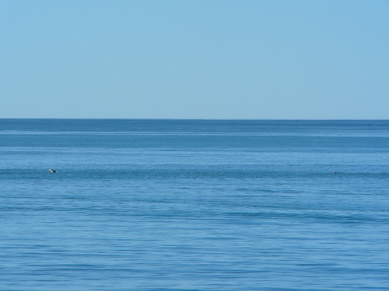 P1010895.JPG - Kaikoura - dusky dolphin