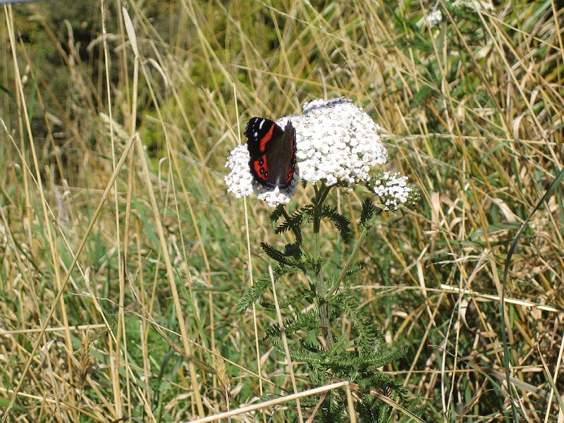 IMG_2024.JPG - Red admiral (NZ version)
