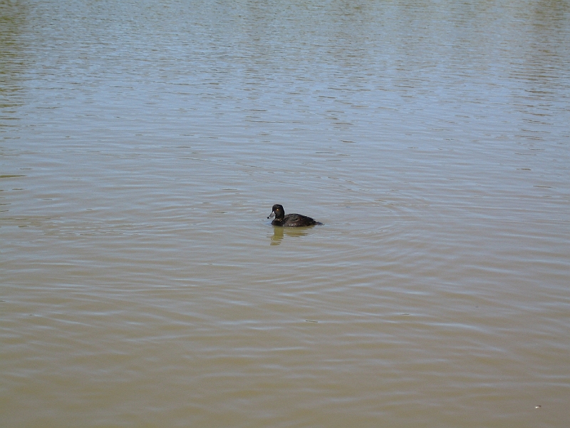 IMG_2052.JPG - Halswell Quarry Park: NZ scaup