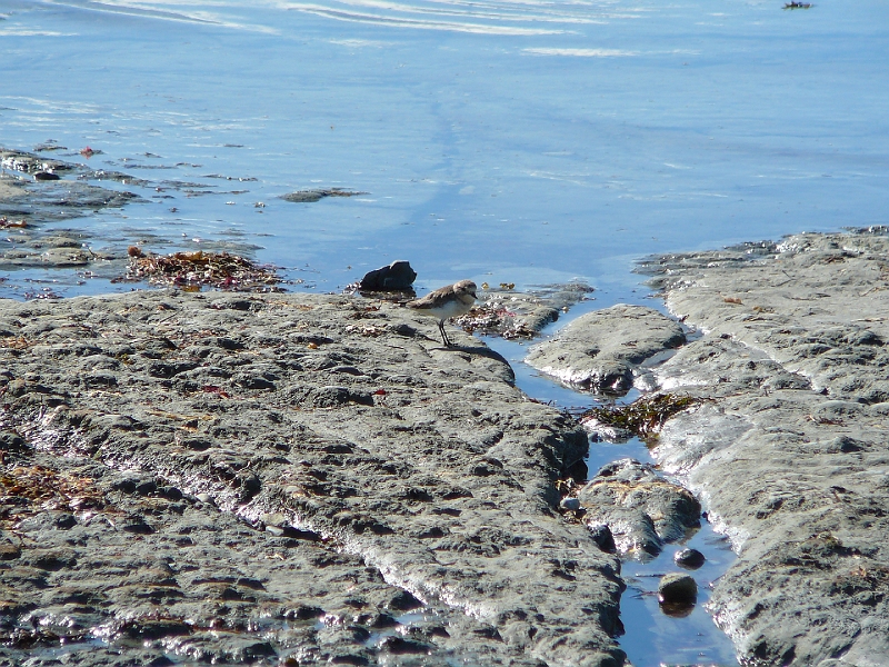 P1020019.JPG - Banded dotterel