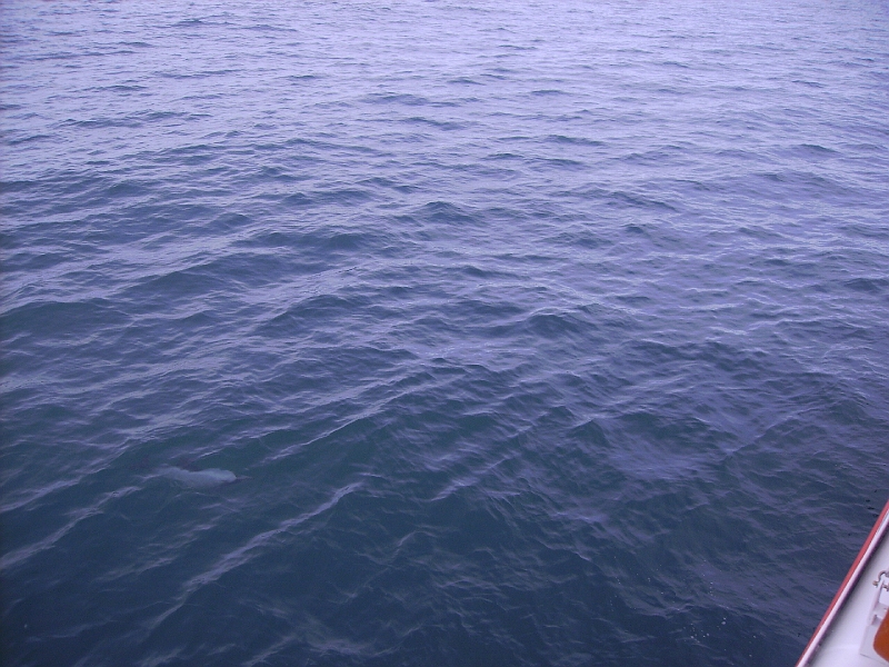 PICT2545.JPG - Hectors dolphin (under the water)
