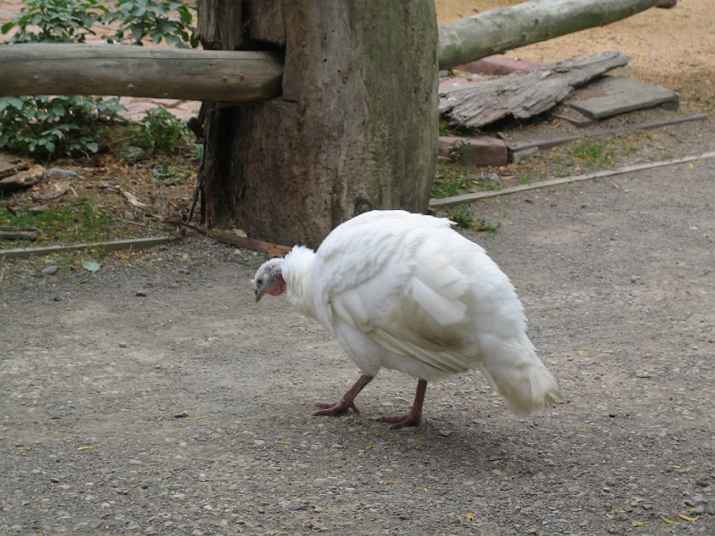 IMG_2094.JPG - Turkey