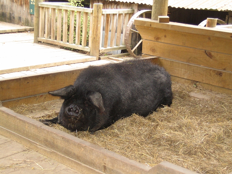 IMG_2095.JPG - Pig