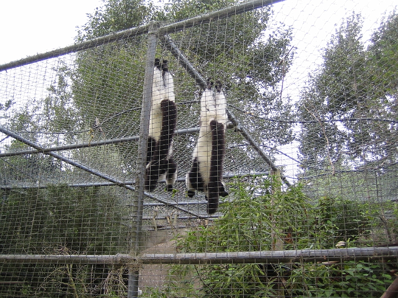 IMG_2099.JPG - Lemurs (again)