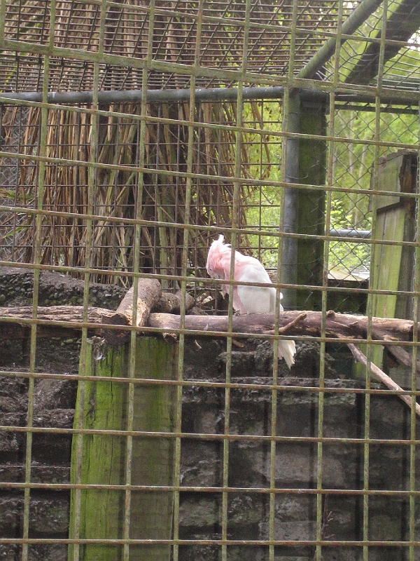 IMG_2103.JPG - Another cockatoo