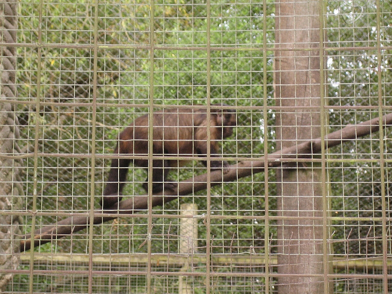 IMG_2106.JPG - Gibbon?