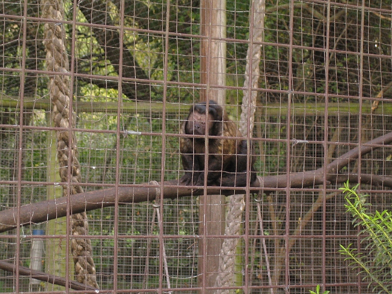 IMG_2108.JPG - Gibbon?