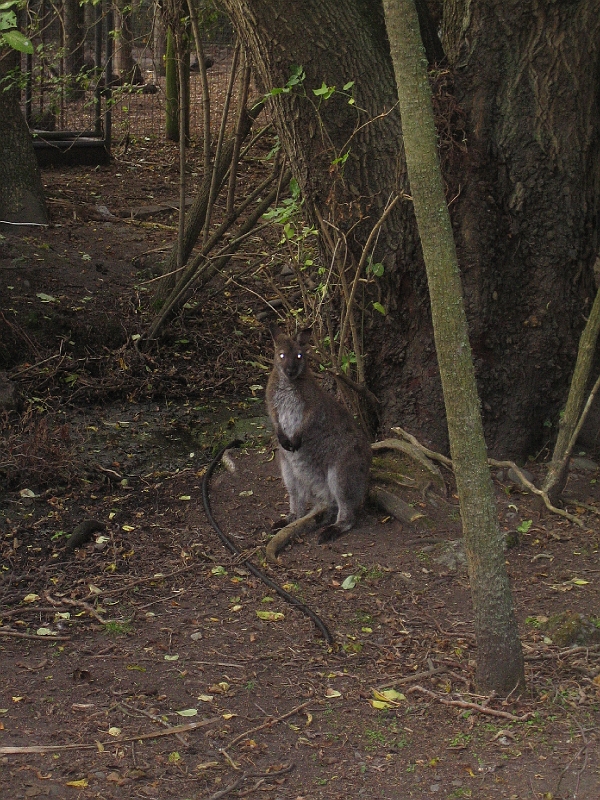 IMG_2109.JPG - Wallaby