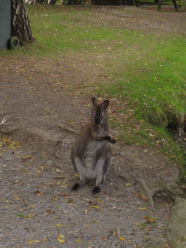 IMG_2110.JPG - Wallaby