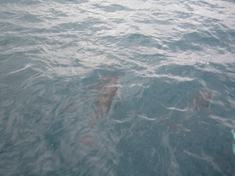 IMG_2317.JPG - Dolphin watching