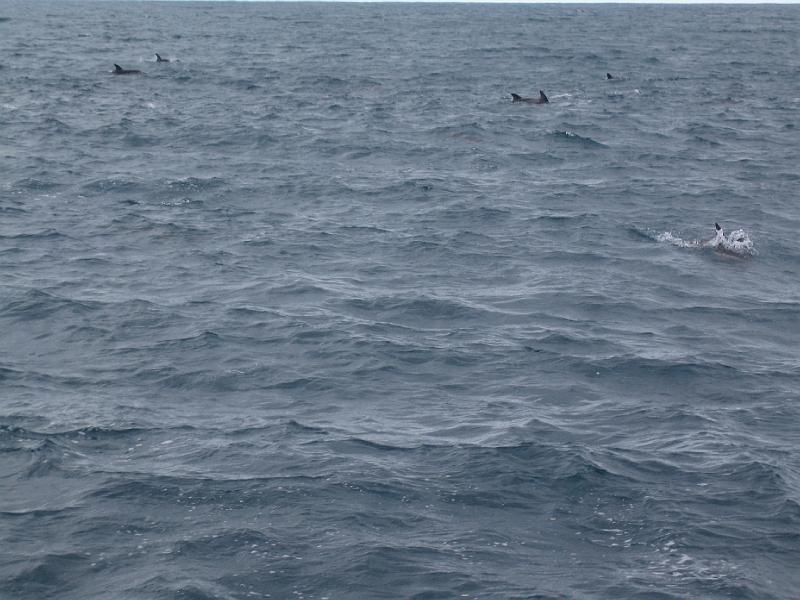 IMG_2320.JPG - Dolphin watching