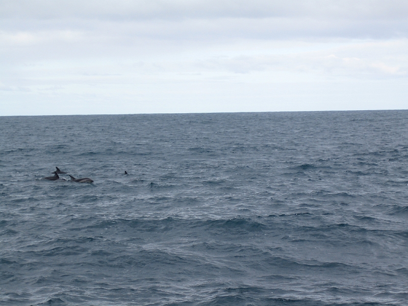 IMG_2321.JPG - Dolphin watching