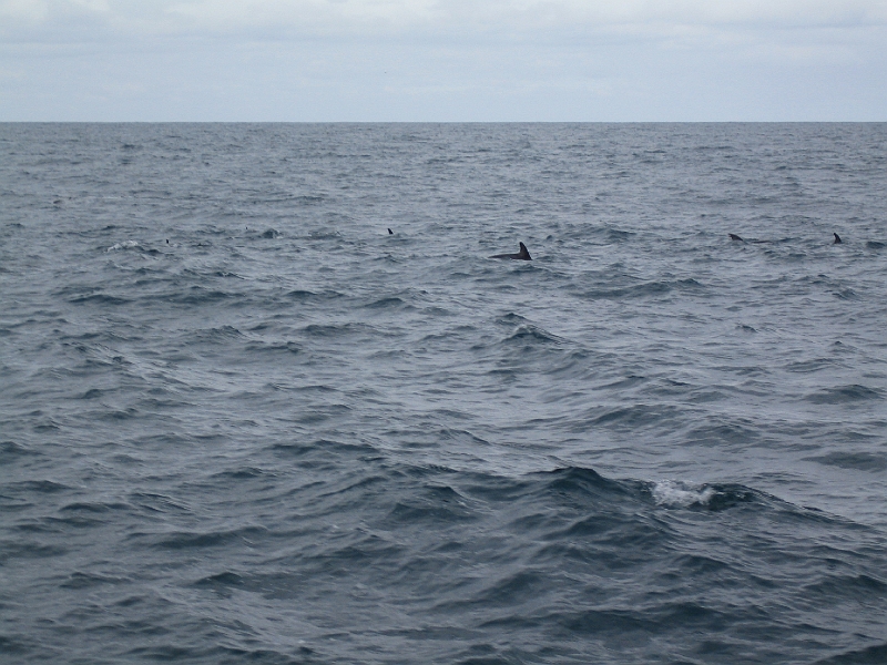 IMG_2323.JPG - Dolphin watching