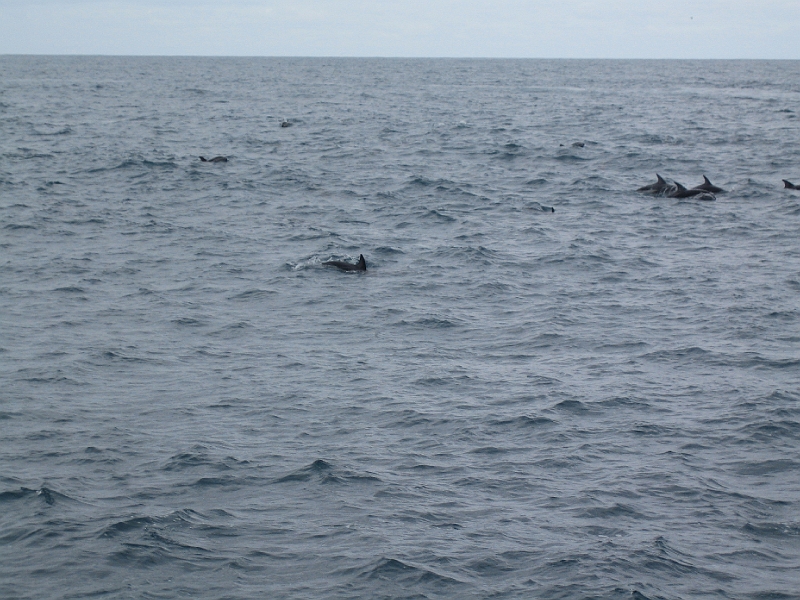 IMG_2325.JPG - Dolphin watching