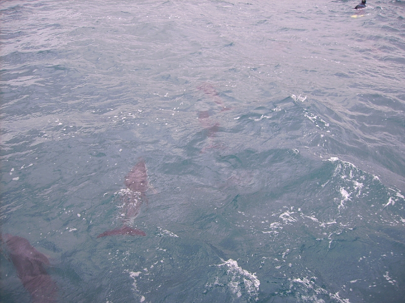 PICT2727.JPG - Dolphin watching
