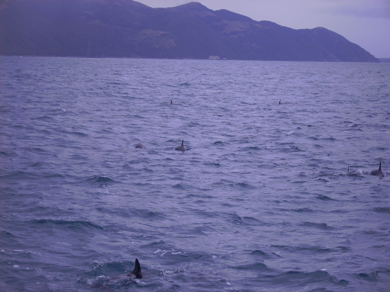 PICT2742.JPG - Dolphin watching