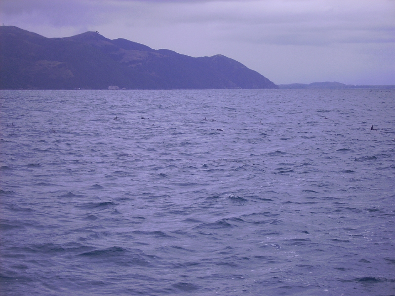 PICT2744.JPG - Dolphin watching