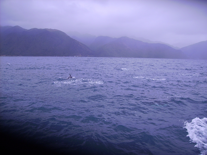 PICT2745.JPG - Dolphin watching