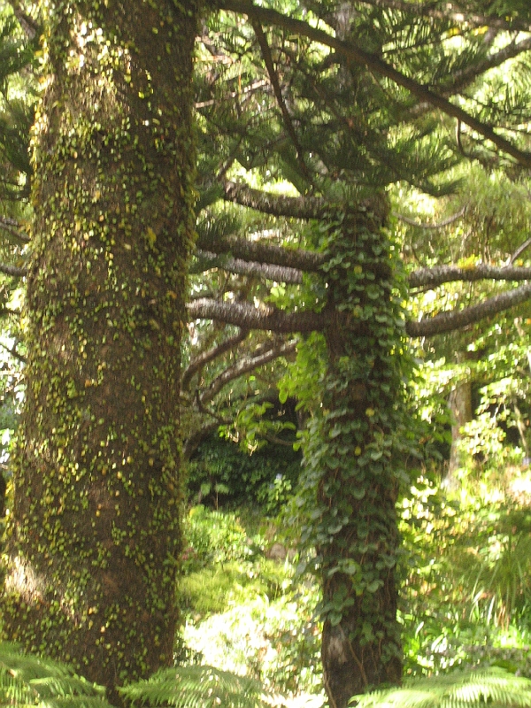 IMG_2353.JPG - Wellington Botanic Garden
