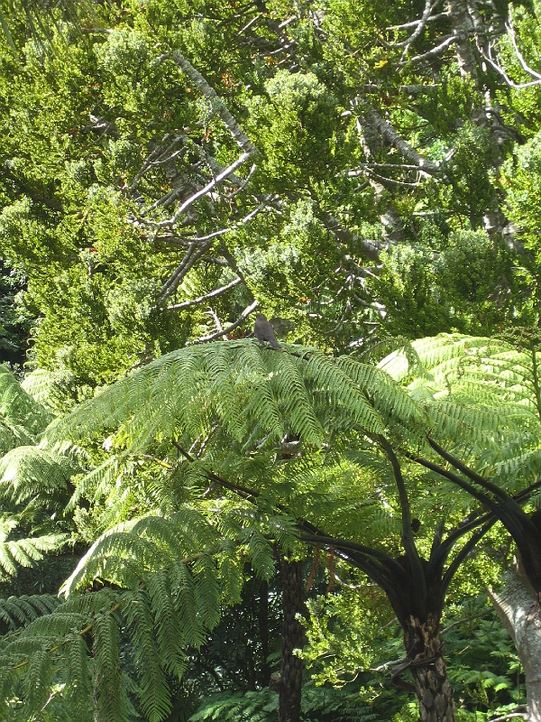 IMG_2356.JPG - Wellington Botanic Garden