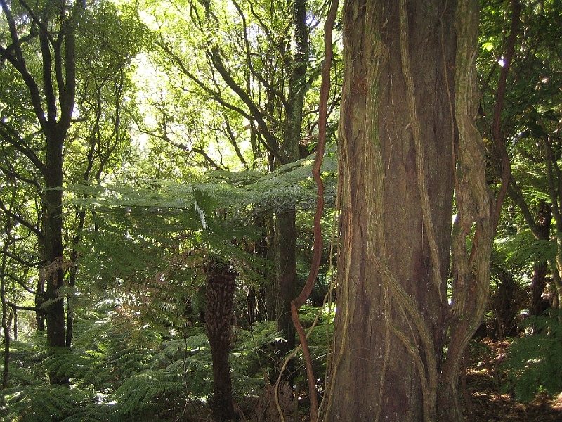 IMG_2365.JPG - Otari-Wilton's Bush