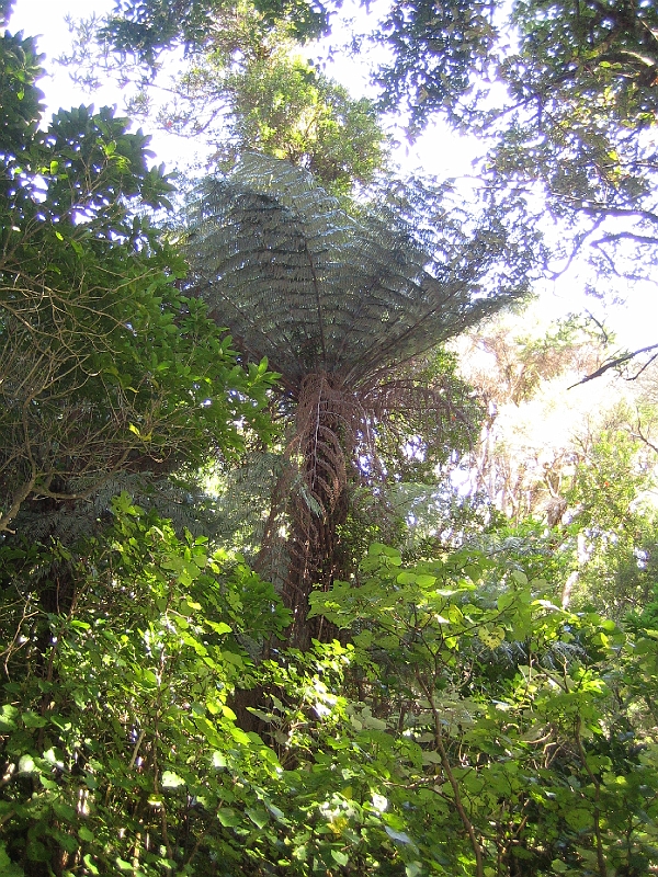 IMG_2366.JPG - Otari-Wilton's Bush