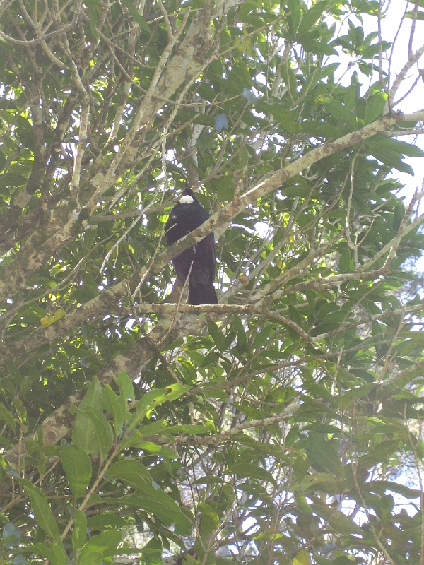 IMG_2376.JPG - Karori: tui