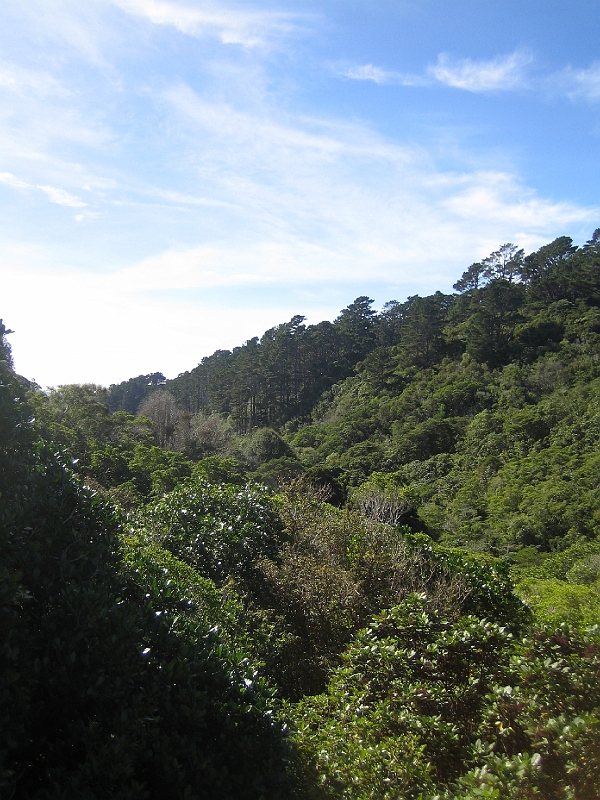 IMG_2385.JPG - Karori