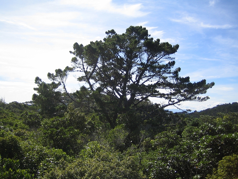 IMG_2386.JPG - Karori