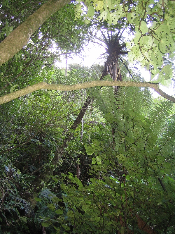 IMG_2390.JPG - Karori