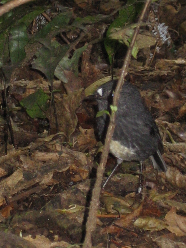 IMG_2394.JPG - Karori: robin