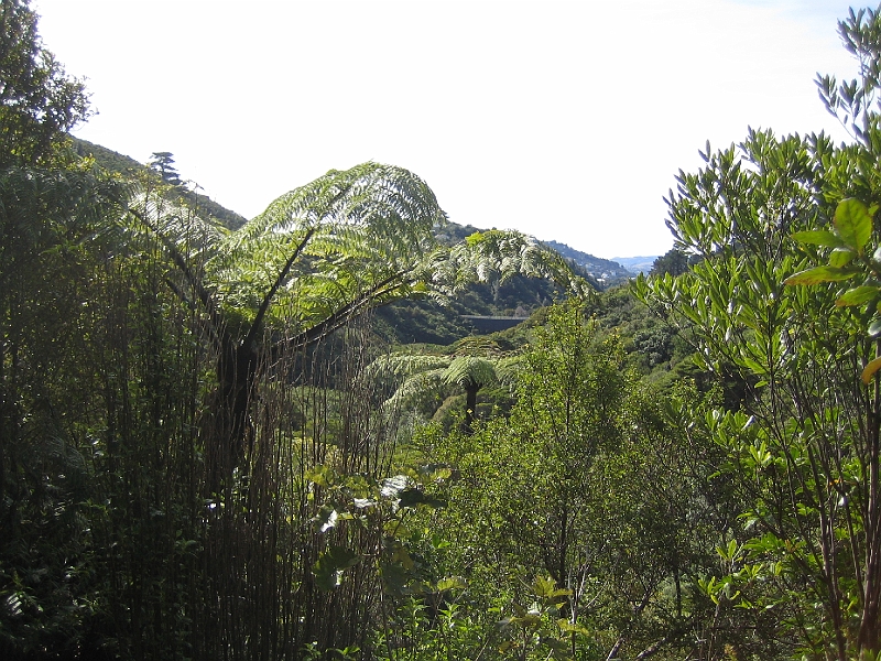 IMG_2396.JPG - Karori