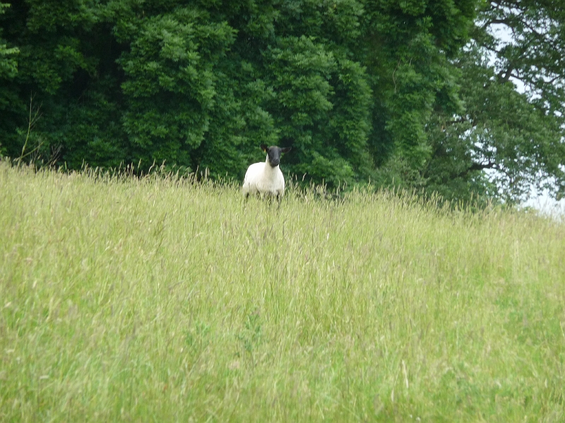 P1000337.JPG - Halfway up: a vicious looking sheep