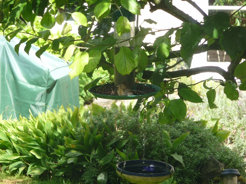 P1000481.JPG - Juvenile goldfinch