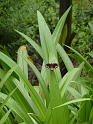 P1010263