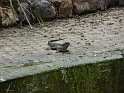 P1010266