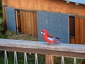 P1010385