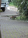 IMG_0370