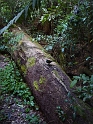 P1010433