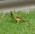 P1010523