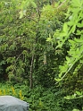 IMG_0536