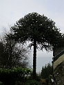 IMG_0800