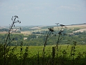P1030331